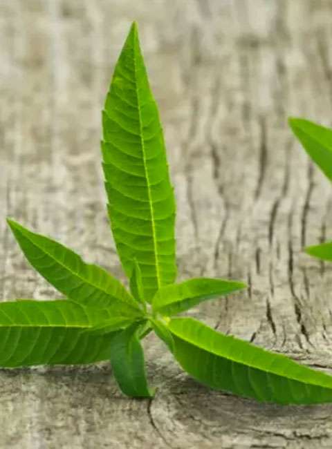 Feuille de verveine