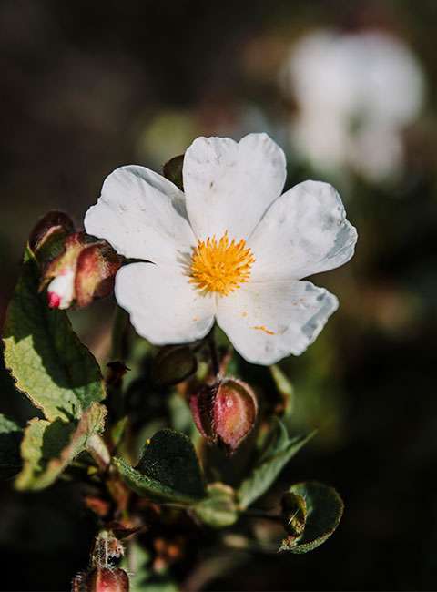 ciste fleur blanche