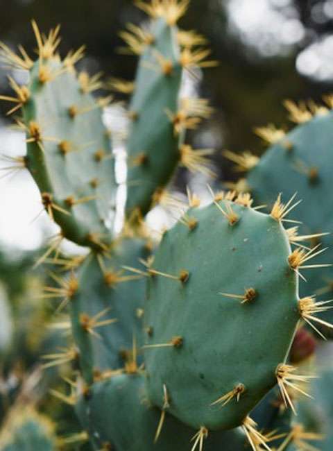 extrait-cactus