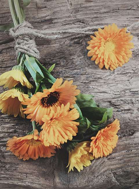 extrait-calendula