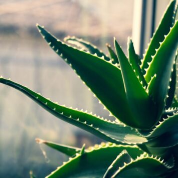 Ce que disent les experts sur l’Aloe Vera visage
