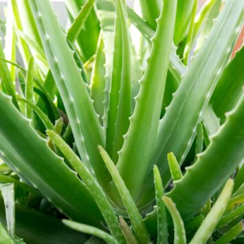 Une plante médicinale aux vertus millénaires