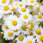 Bienfaits de la camomille