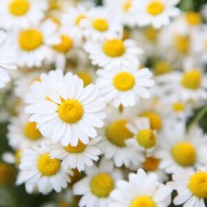 Bienfaits de la camomille