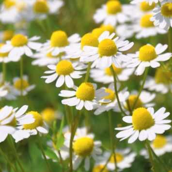 Une plante ancestrale aux multiples vertus