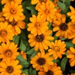 Calendula
