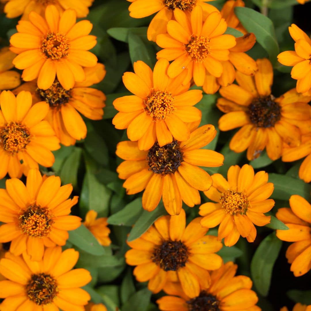 Calendula