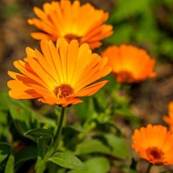 Une fleur médicinale ancestrale