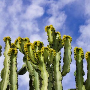 Extrait de cactus